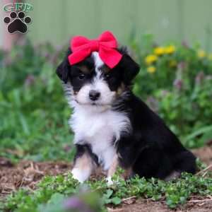 Bella, Mini Aussiedoodle Puppy